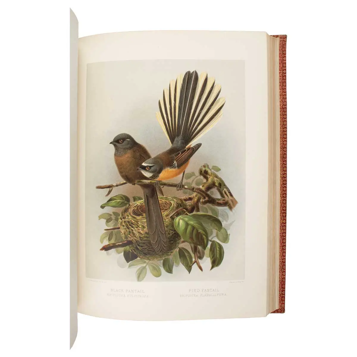 A History of the Birds of New Zealand (6)