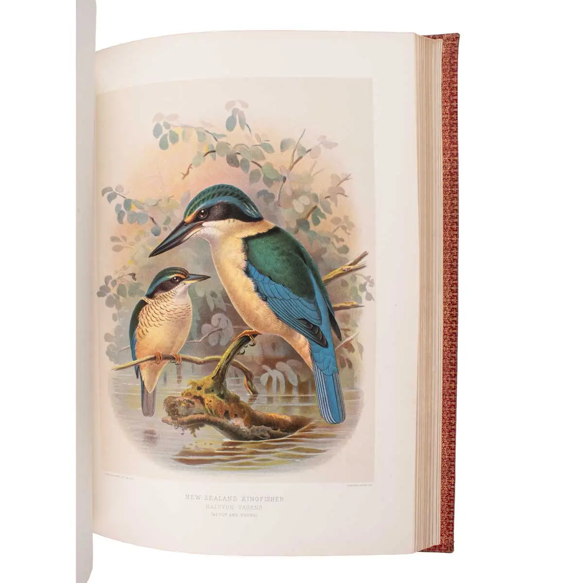 A History of the Birds of New Zealand (5)