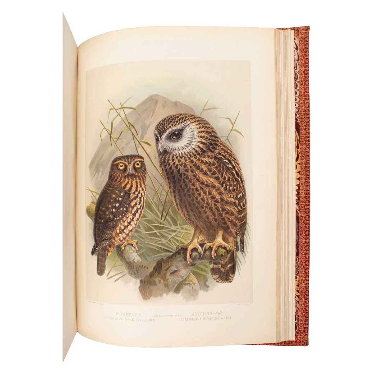 A History of the Birds of New Zealand (4)