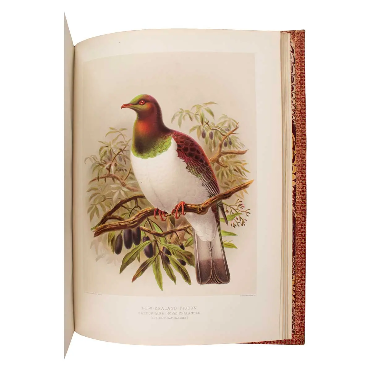 A History of the Birds of New Zealand (3)