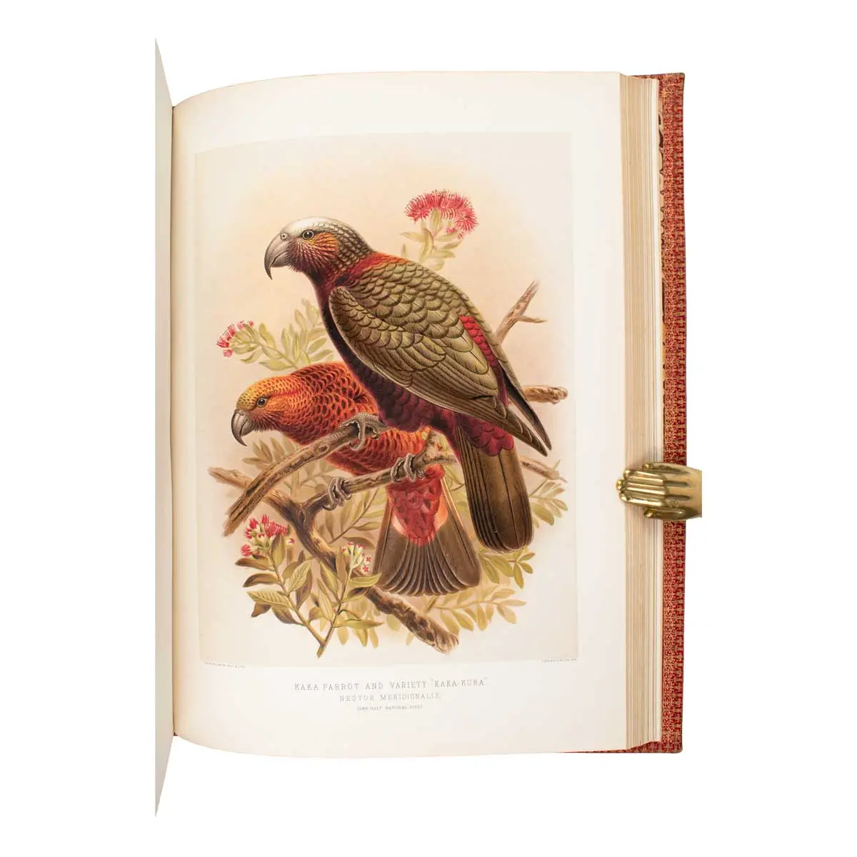 A History of the Birds of New Zealand (2)