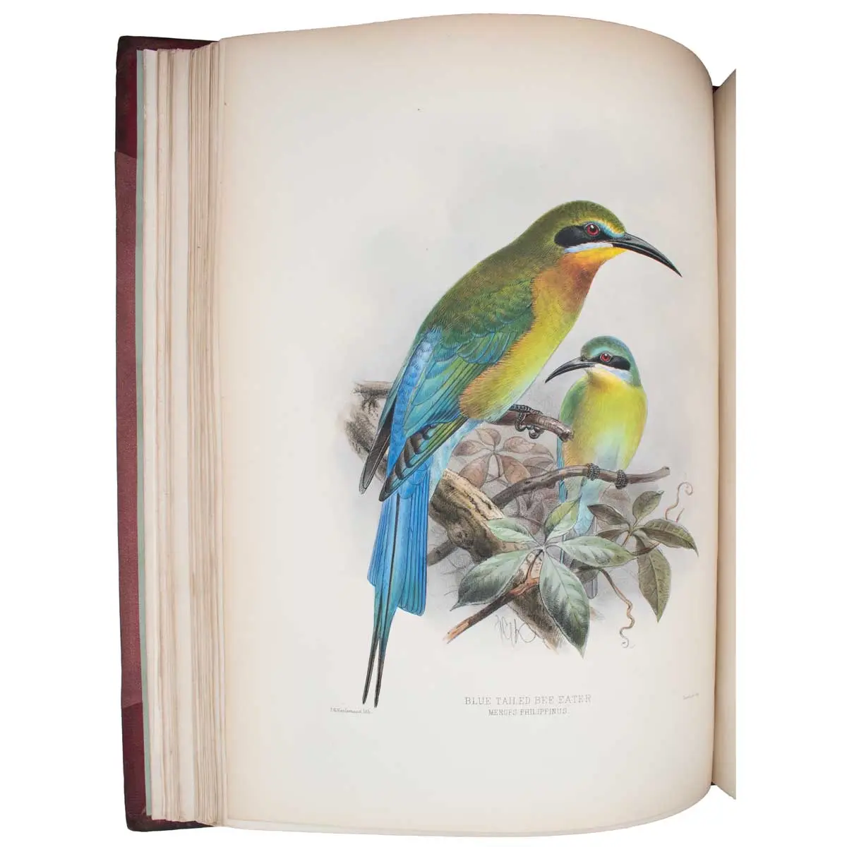 A Monograph of the Meropidae, or Family of the Bee-Eaters (4)