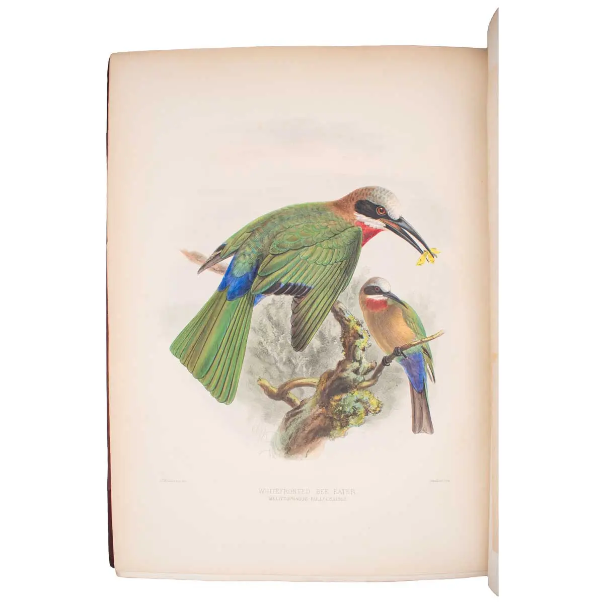 A Monograph of the Meropidae, or Family of the Bee-Eaters.