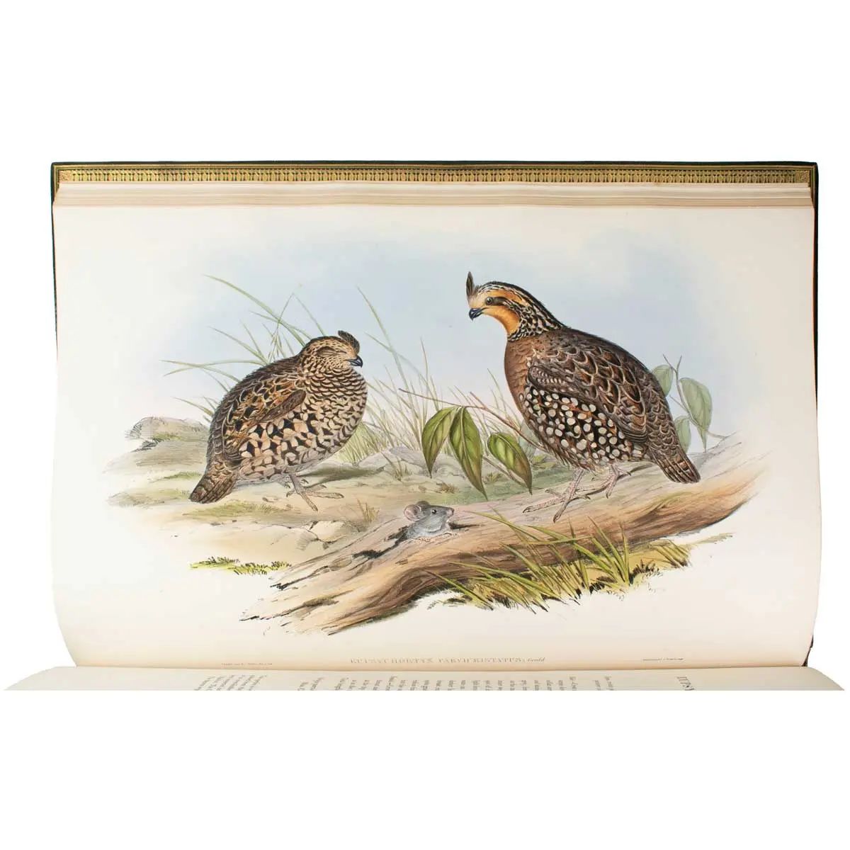 A Monograph of the Odontophorinae, or Partridges of America (5)