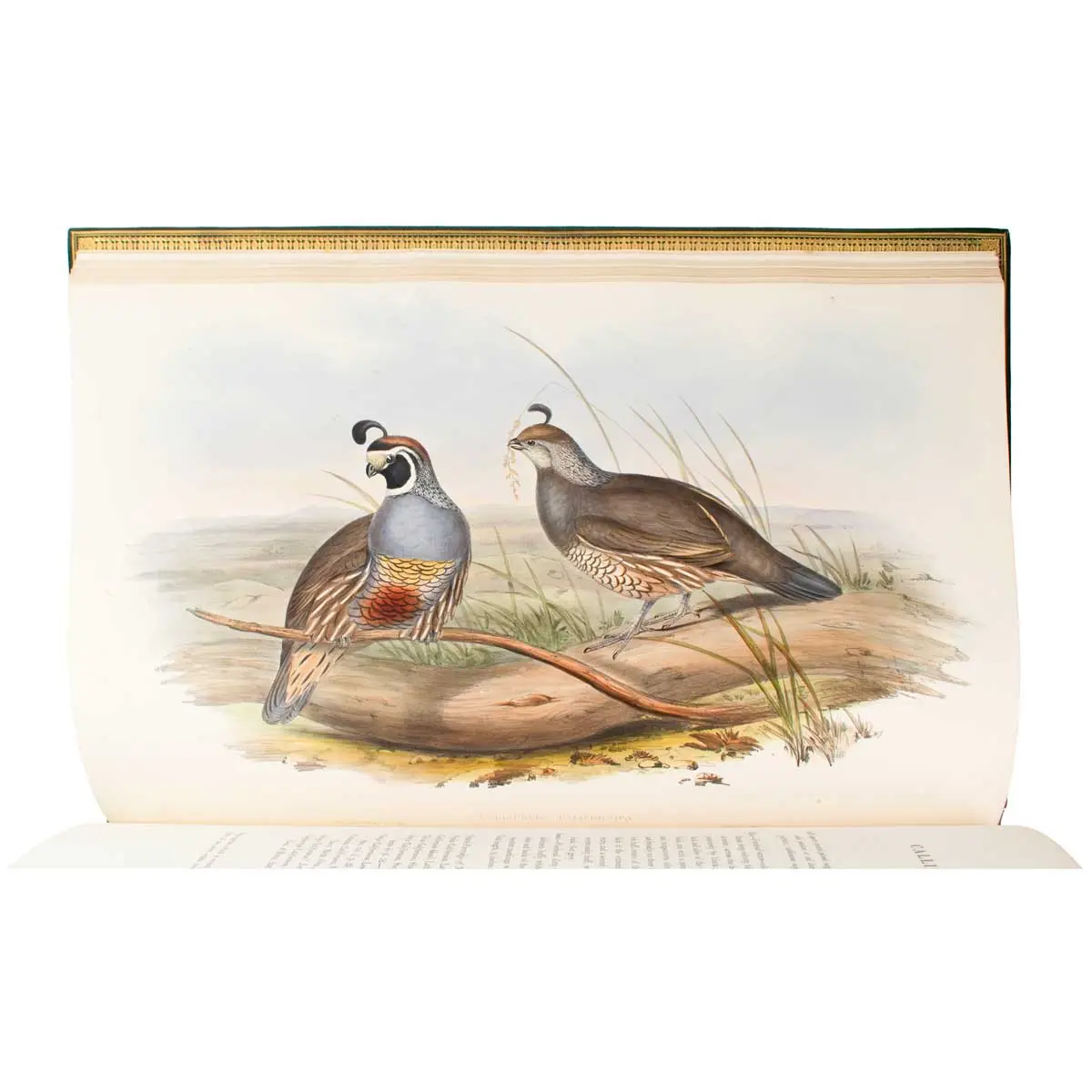 A Monograph of the Odontophorinae, or Partridges of America (6)