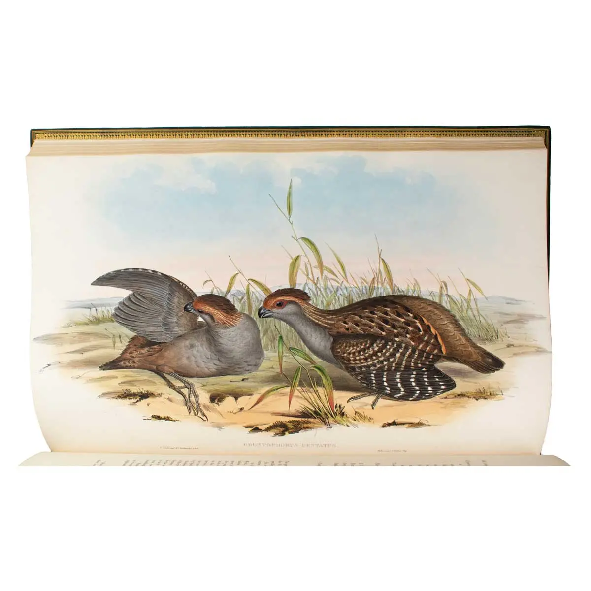 A Monograph of the Odontophorinae, or Partridges of America (7)