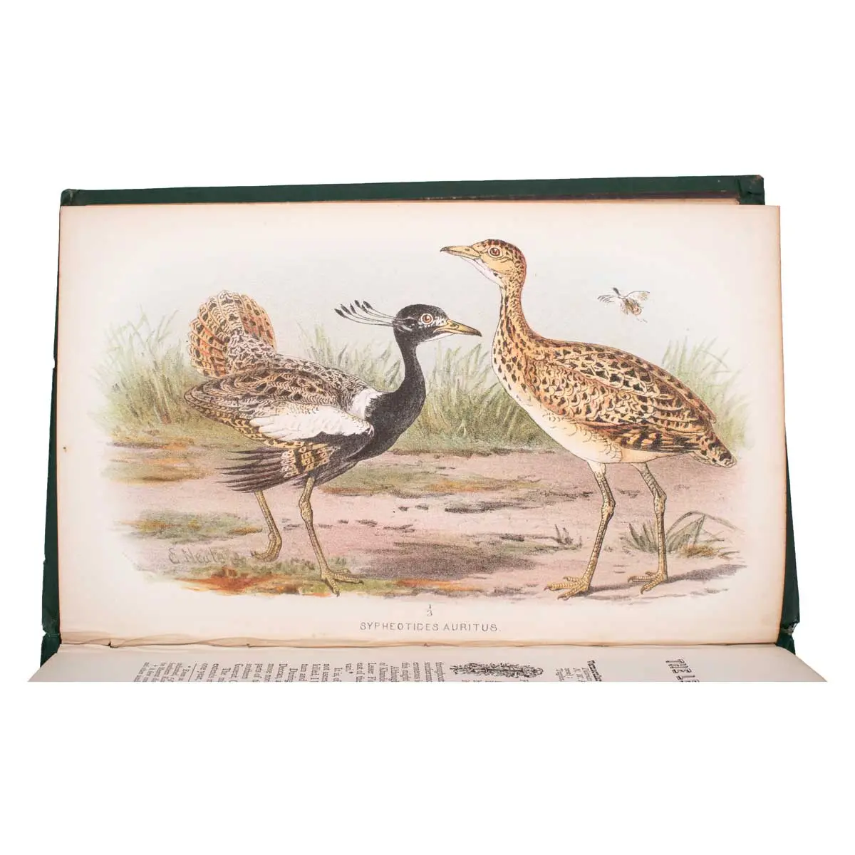 The Game Birds of India, Burmah and Ceylon (8)