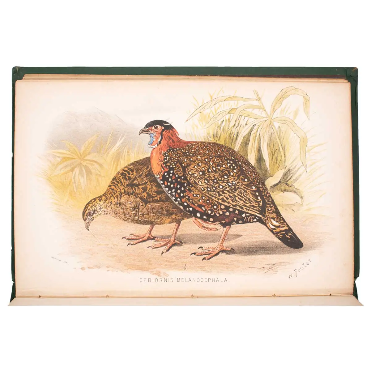 The Game Birds of India, Burmah and Ceylon (7)