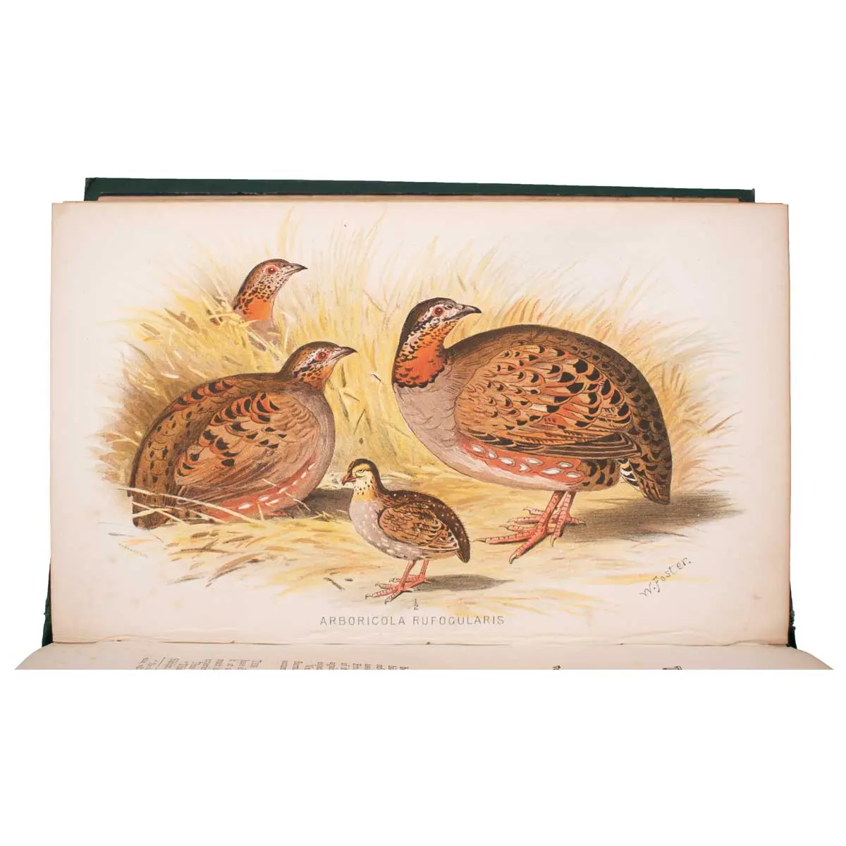 The Game Birds of India, Burmah and Ceylon (5)