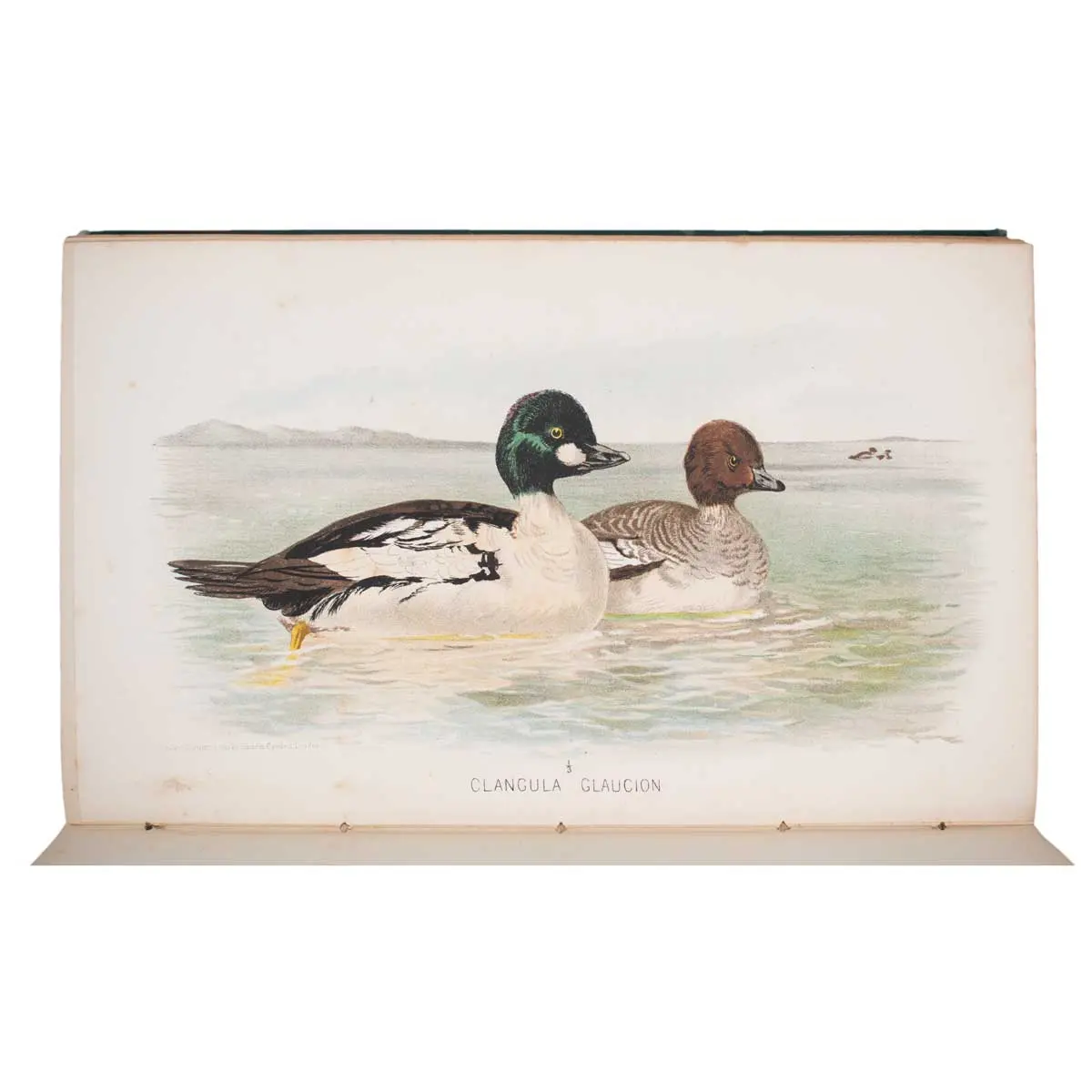 The Game Birds of India, Burmah and Ceylon (3)