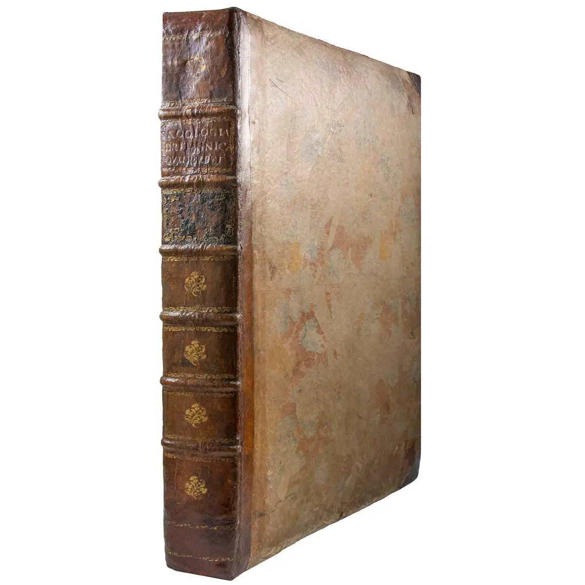 Zoologia Britannica tabvlis aeneis CXXXII illvstrata (6)