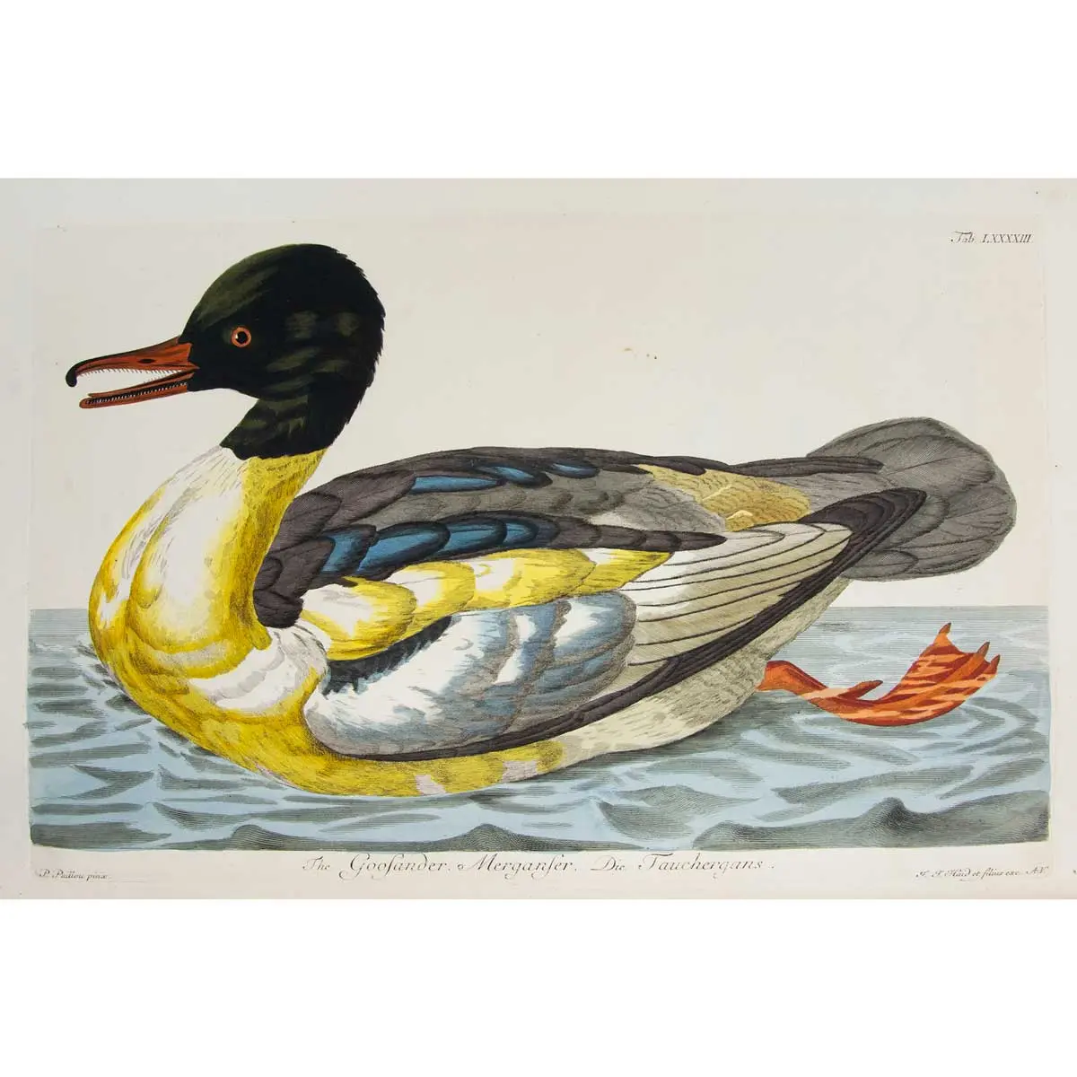 Zoologia Britannica tabvlis aeneis CXXXII illvstrata (5)