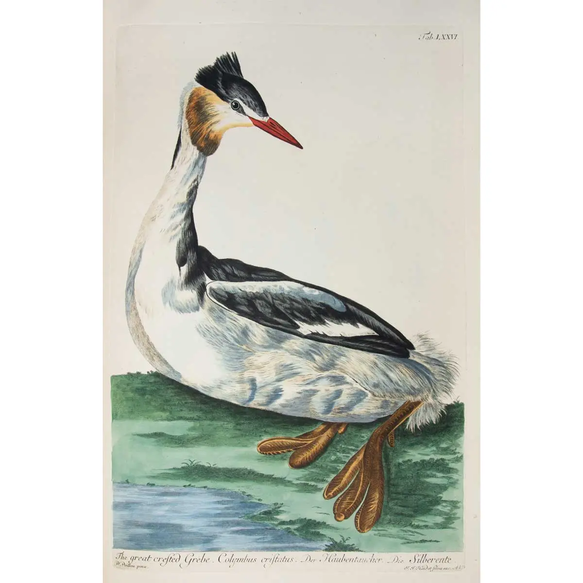 Zoologia Britannica tabvlis aeneis CXXXII illvstrata (4)