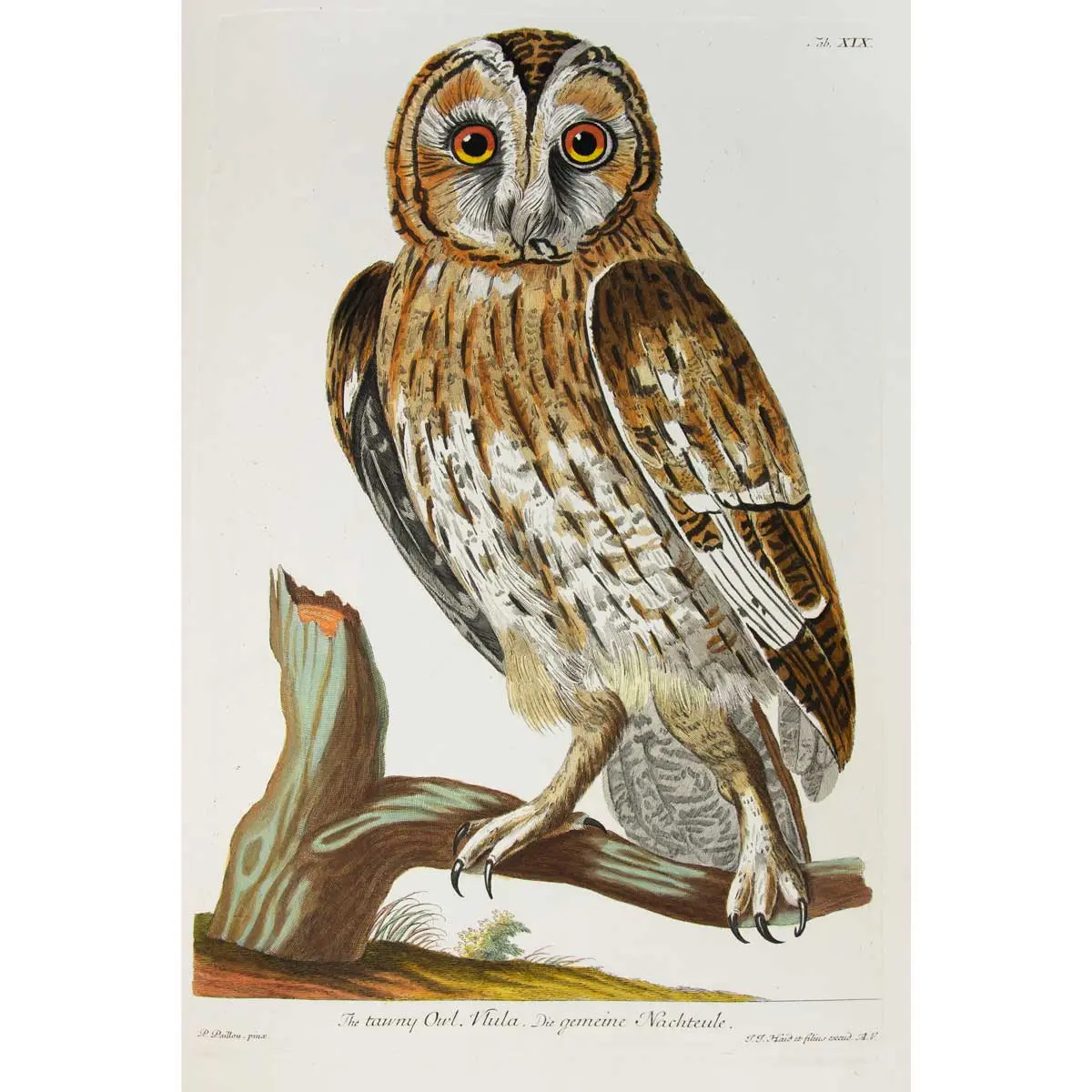 Zoologia Britannica tabvlis aeneis CXXXII illvstrata (3)