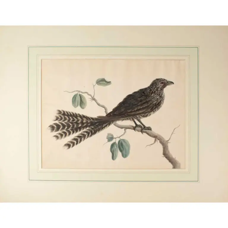 A fine large Watercolour of a Long-Tailed Cuckoo or Koel in the style of Aert Schouman.