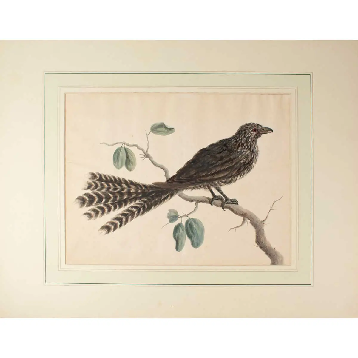 A fine large Watercolour of a Long-Tailed Cuckoo or Koel in the style of Aert Schouman.