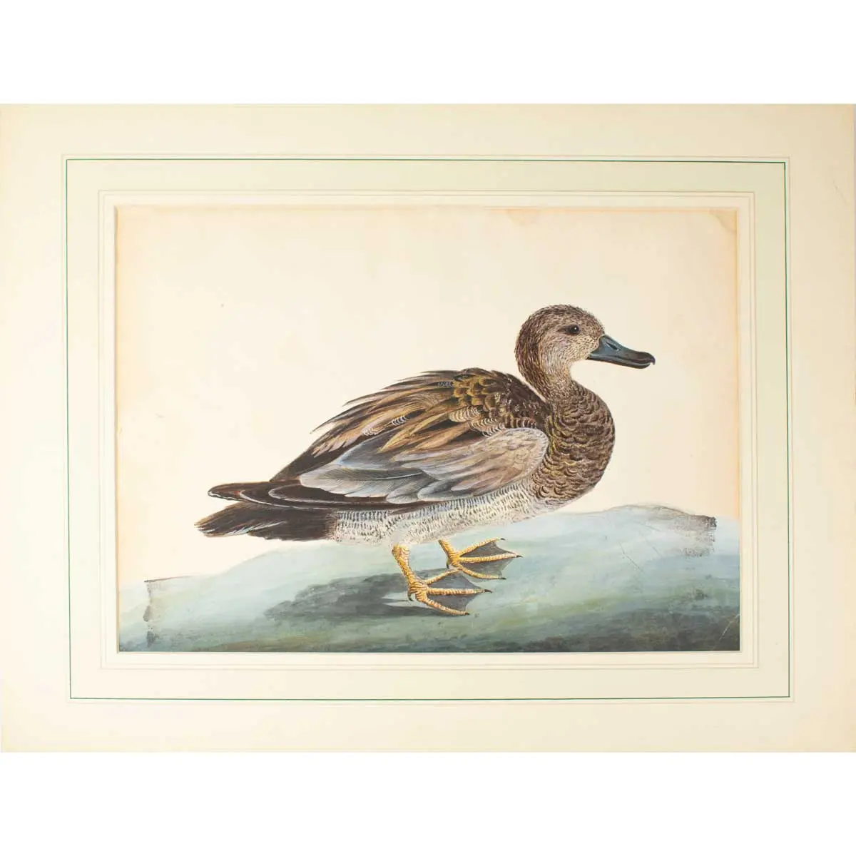 A Very Attractive Watercolour of a Female Mallard Duck in the style of Aert Schouman