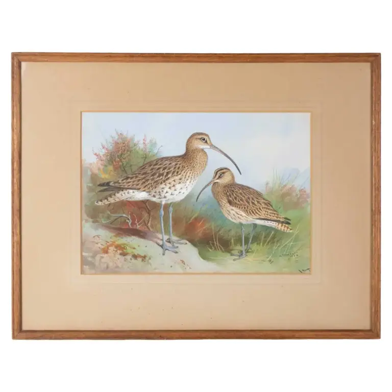 A Curlew & A Whimbrel