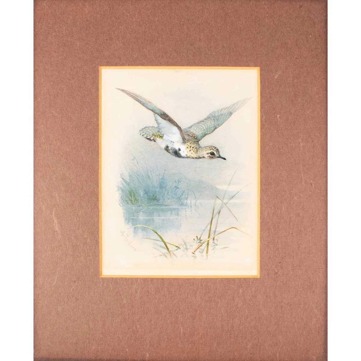 A Golden Plover in flight.