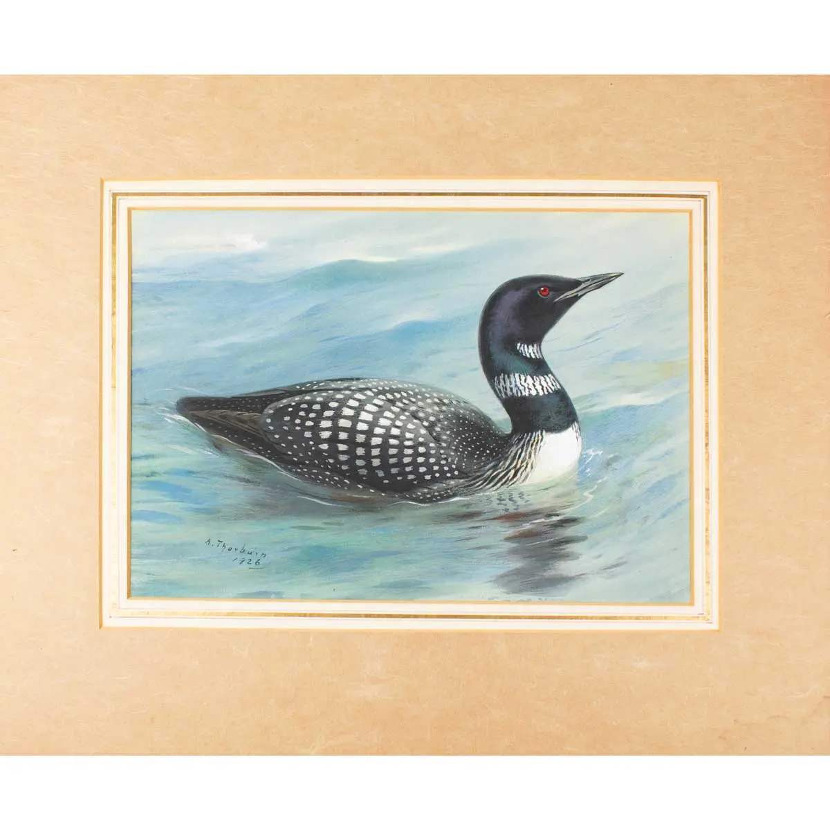 Great Northern Diver. 
