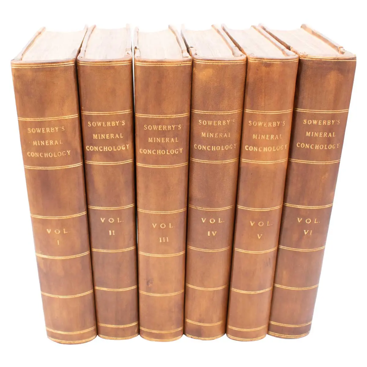 The Mineral Conchology of Great Britain, or Coloured Figures and Descriptions of those Remains of Testaceous Animals or Shells which Have Been Preserved at Various Times and Depths in the Earth (2)