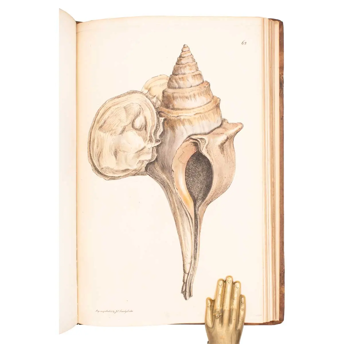 The Mineral Conchology of Great Britain, or Coloured Figures and Descriptions of those Remains of Testaceous Animals or Shells which Have Been Preserved at Various Times and Depths in the Earth (4)
