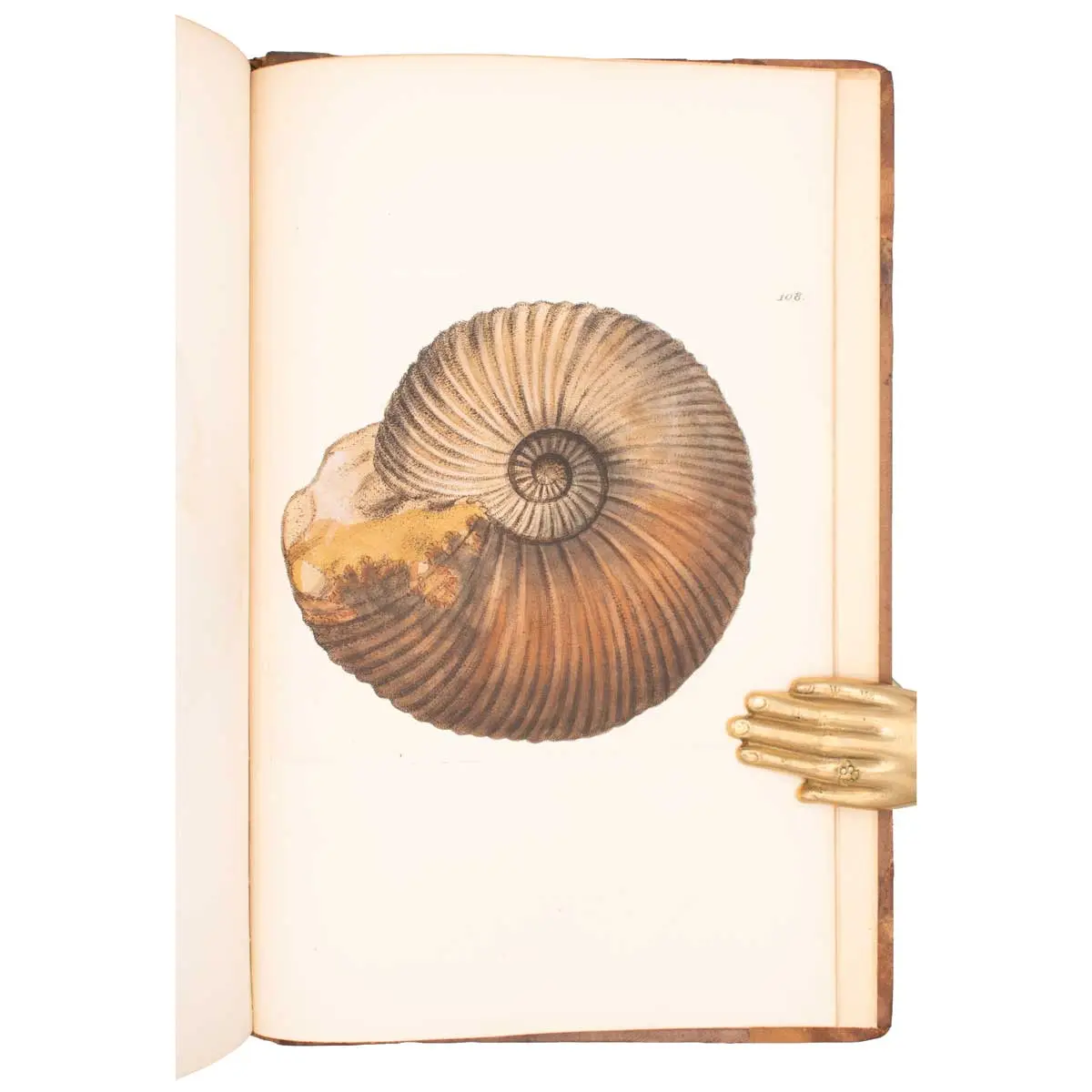 The Mineral Conchology of Great Britain, or Coloured Figures and Descriptions of those Remains of Testaceous Animals or Shells which Have Been Preserved at Various Times and Depths in the Earth (5)