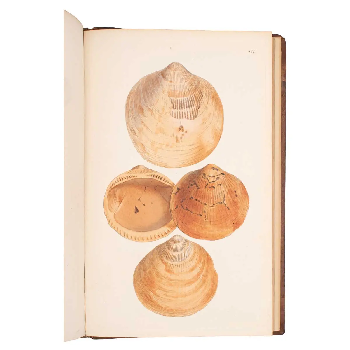 The Mineral Conchology of Great Britain, or Coloured Figures and Descriptions of those Remains of Testaceous Animals or Shells which Have Been Preserved at Various Times and Depths in the Earth (6)