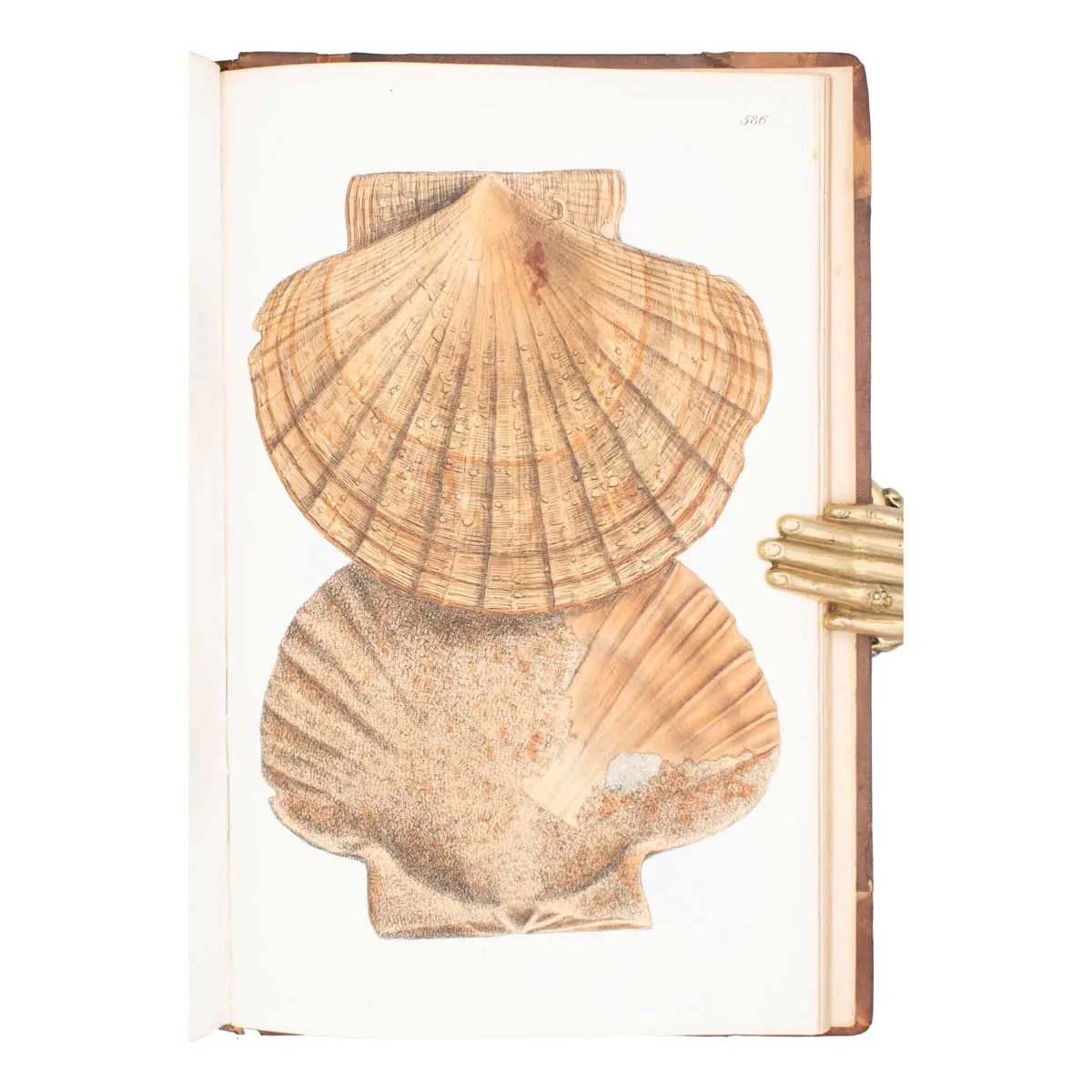 The Mineral Conchology of Great Britain, or Coloured Figures and Descriptions of those Remains of Testaceous Animals or Shells which Have Been Preserved at Various Times and Depths in the Eart