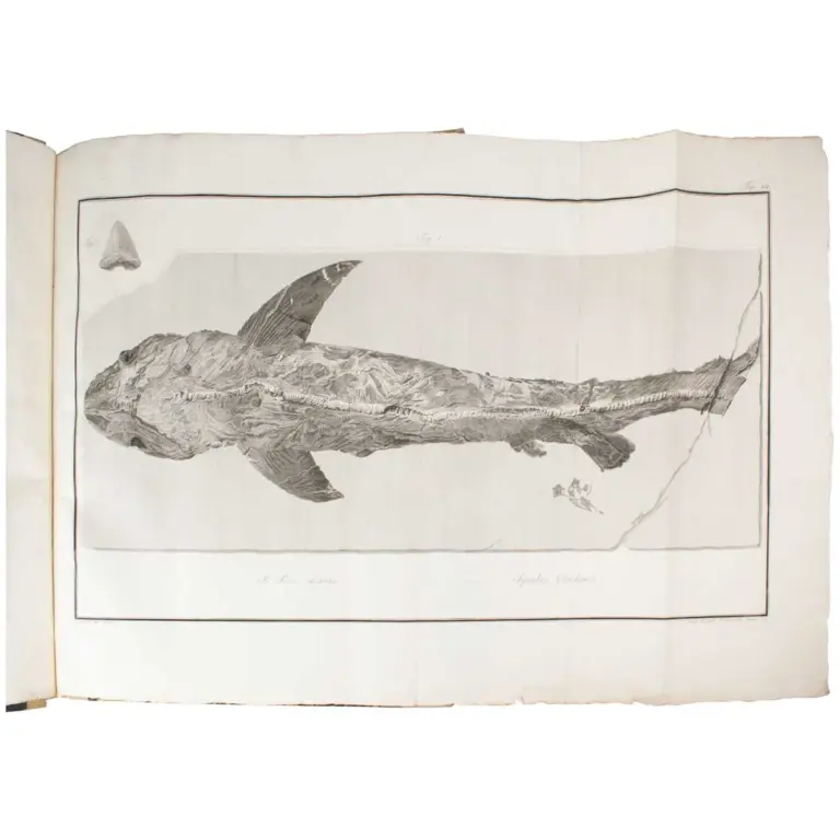 Ittiolitologia Veronese del Museo Bozziano ora annesso a quello del Conte Giovambattista Gazola e di altri gabinetti di fossili Veronesi con la versione Latina.
