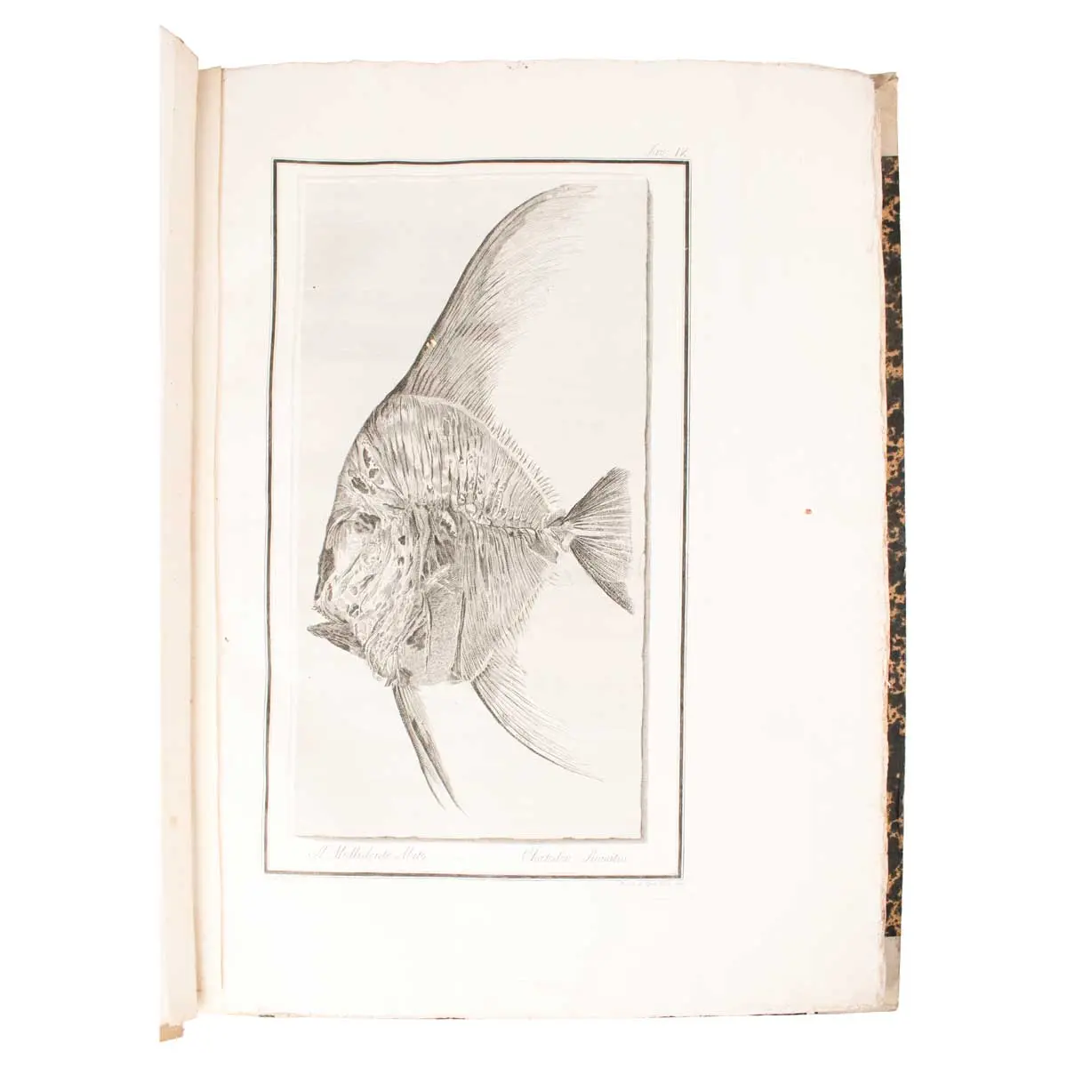 Ittiolitologia Veronese del Museo Bozziano ora annesso a quello del Conte Giovambattista Gazola e di altri gabinetti di fossili Veronesi con la versione Latina (2)