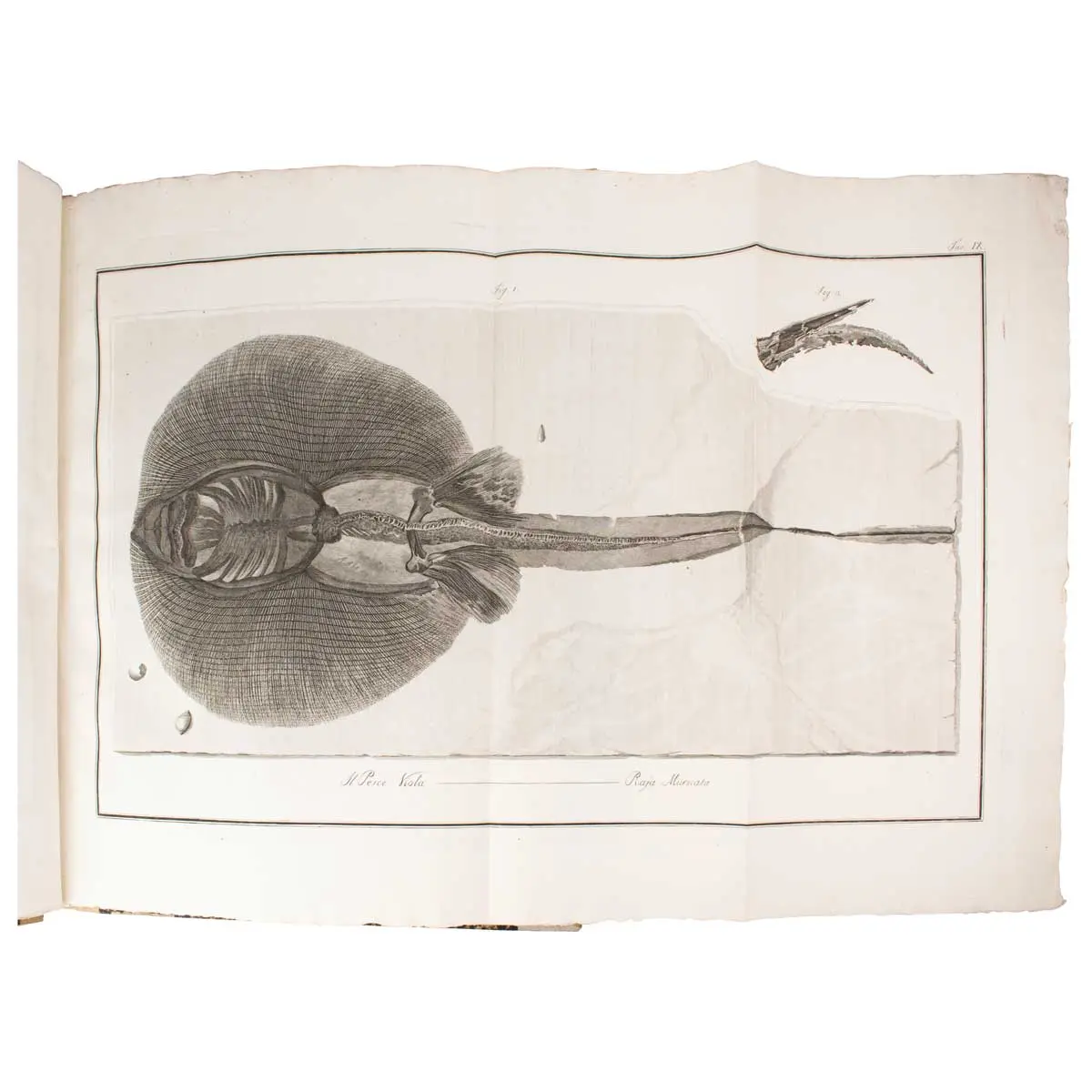 Ittiolitologia Veronese del Museo Bozziano ora annesso a quello del Conte Giovambattista Gazola e di altri gabinetti di fossili Veronesi con la versione Latina (4)