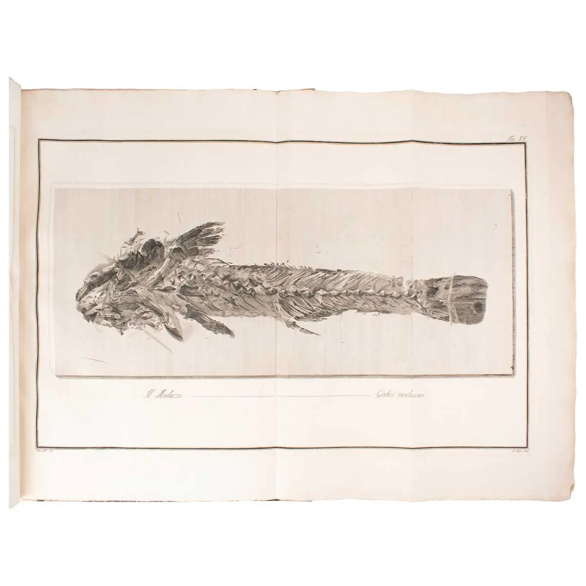 Ittiolitologia Veronese del Museo Bozziano ora annesso a quello del Conte Giovambattista Gazola e di altri gabinetti di fossili Veronesi con la versione Latina (5)
