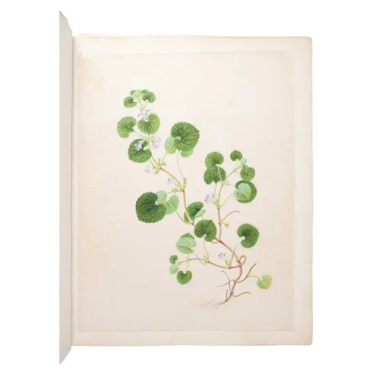 An album of Twenty-five very fine botanical studies in watercolour and bodycolour heightened with gum arabic on thin Japan paper. Titled ‘Album Chinesischer Blumen’.
