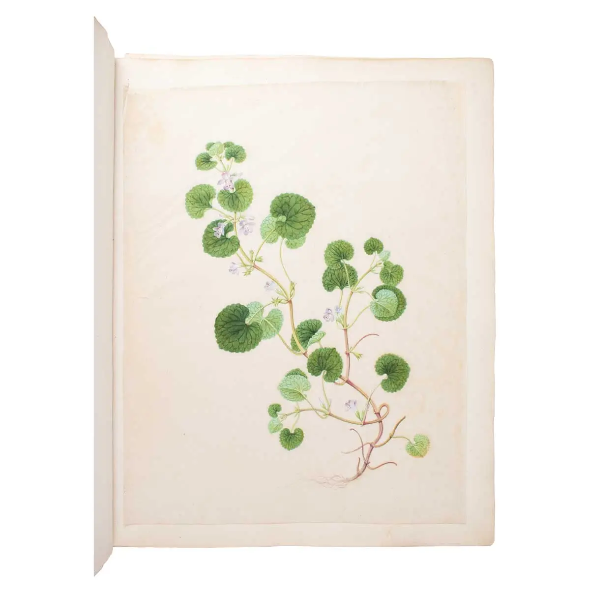 An album of Twenty-five very fine botanical studies in watercolour and bodycolour heightened with gum arabic on thin Japan paper. Titled 'Album Chinesischer Blumen'.