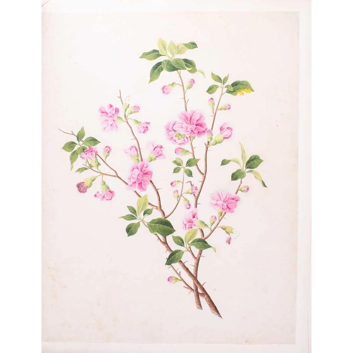 An album of Twenty-five very fine botanical studies in watercolour and bodycolour heightened with gum arabic on thin Japan paper. Titled ‘Album Chinesischer Blumen’ (3)