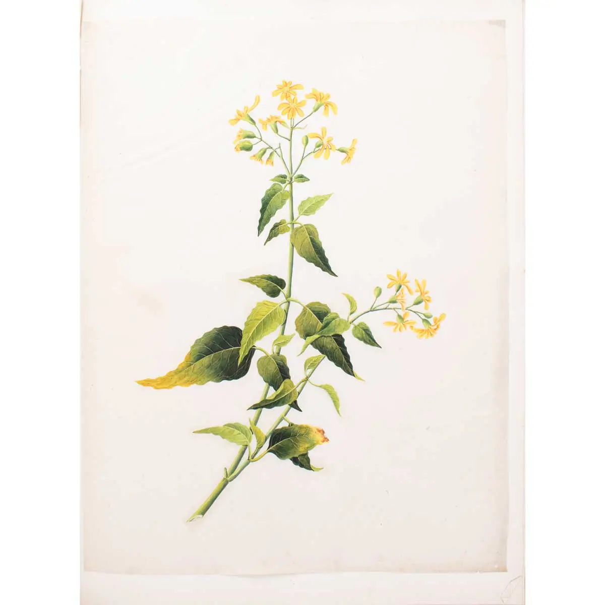 An album of Twenty-five very fine botanical studies in watercolour and bodycolour heightened with gum arabic on thin Japan paper. Titled ‘Album Chinesischer Blumen’ (4)