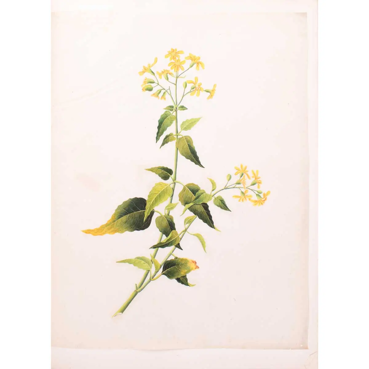An album of Twenty-five very fine botanical studies in watercolour and bodycolour heightened with gum arabic on thin Japan paper. Titled ‘Album Chinesischer Blumen’ (5)