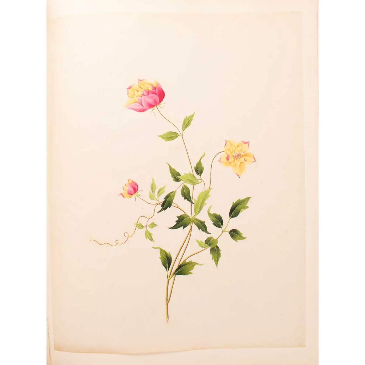 An album of Twenty-five very fine botanical studies in watercolour and bodycolour heightened with gum arabic on thin Japan paper. Titled ‘Album Chinesischer Blumen’ (6)