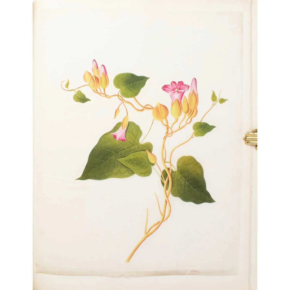 An album of Twenty-five very fine botanical studies in watercolour and bodycolour heightened with gum arabic on thin Japan paper. Titled ‘Album Chinesischer Blumen’ (7)