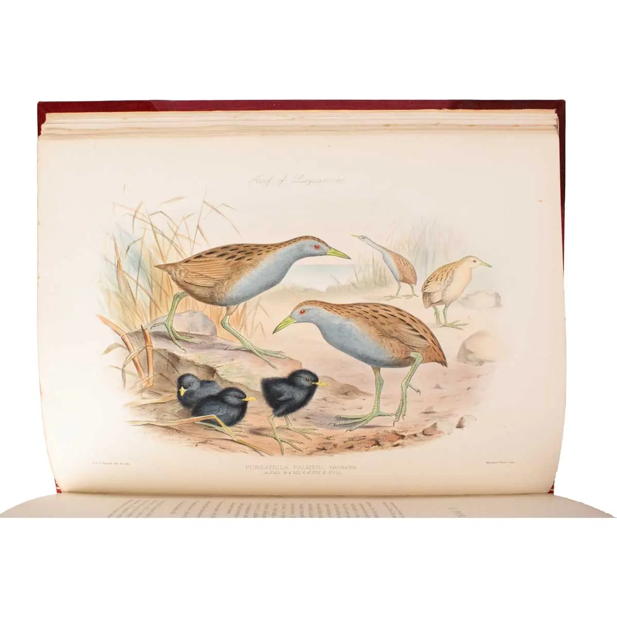 The Avifauna of Laysan and the Neighbouring Islands: with a Complete History to Date of the Birds of the Hawaiian Possessions (3)