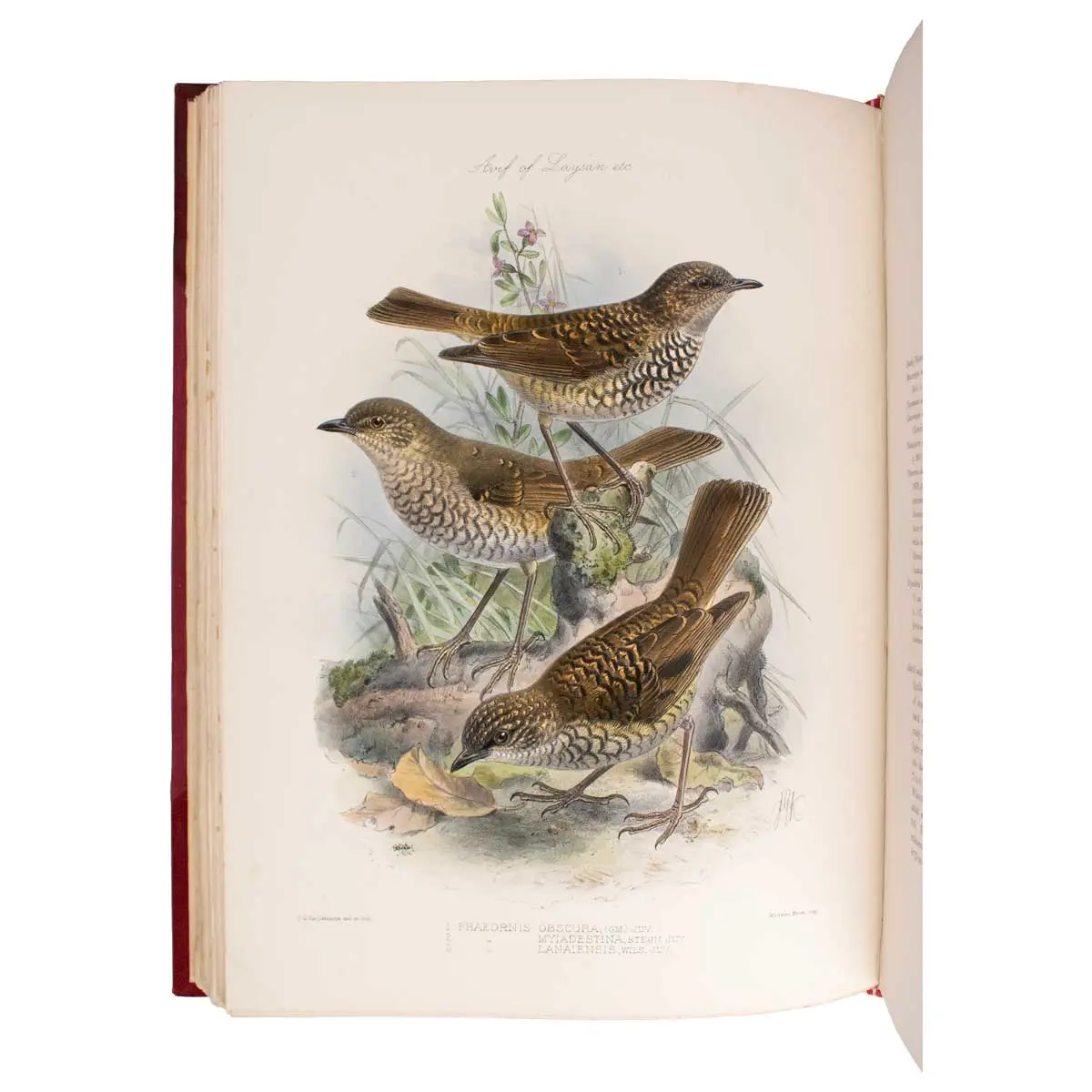 The Avifauna of Laysan and the Neighbouring Islands: with a Complete History to Date of the Birds of the Hawaiian Possessions (4)