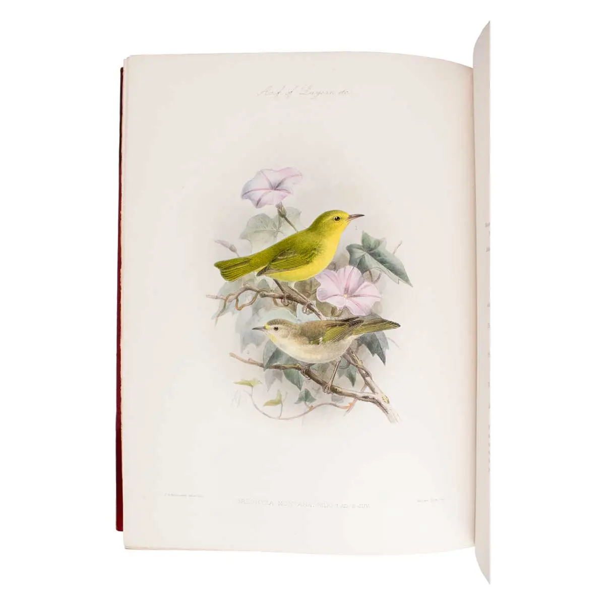 The Avifauna of Laysan and the Neighbouring Islands: with a Complete History to Date of the Birds of the Hawaiian Possessions (5)