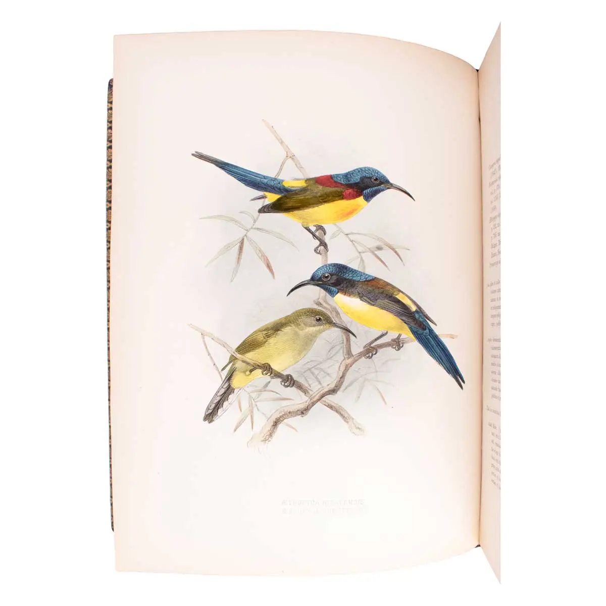 A Monograph of the Nectariniidae, or Family of Sun-Birds (6)