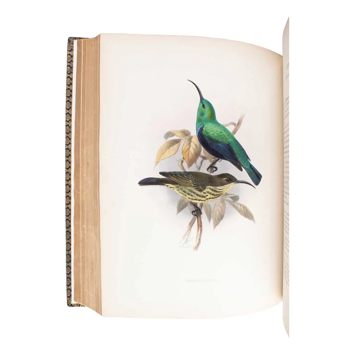 A Monograph of the Nectariniidae, or Family of Sun-Birds (5)
