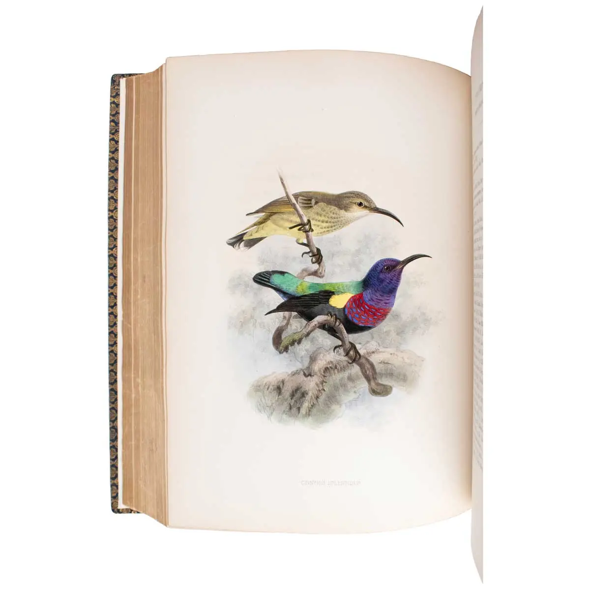 A Monograph of the Nectariniidae, or Family of Sun-Birds (4)