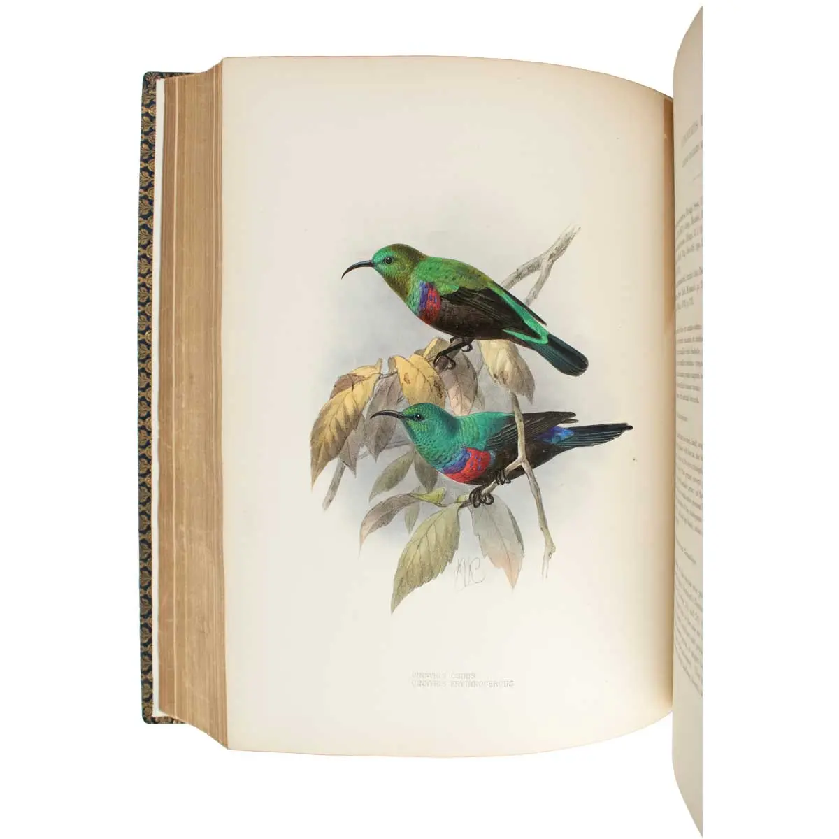 A Monograph of the Nectariniidae, or Family of Sun-Birds (3)