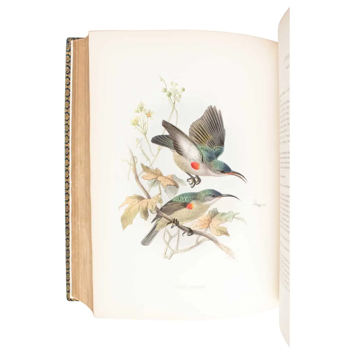 A Monograph of the Nectariniidae, or Family of Sun-Birds (2)