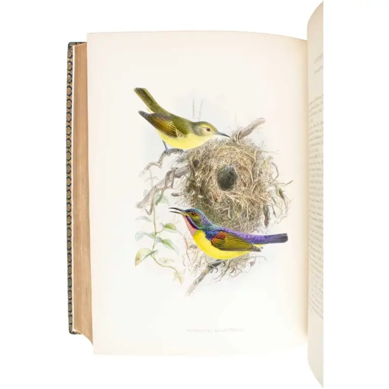 A Monograph of the Nectariniidae, or Family of Sun-Birds.
