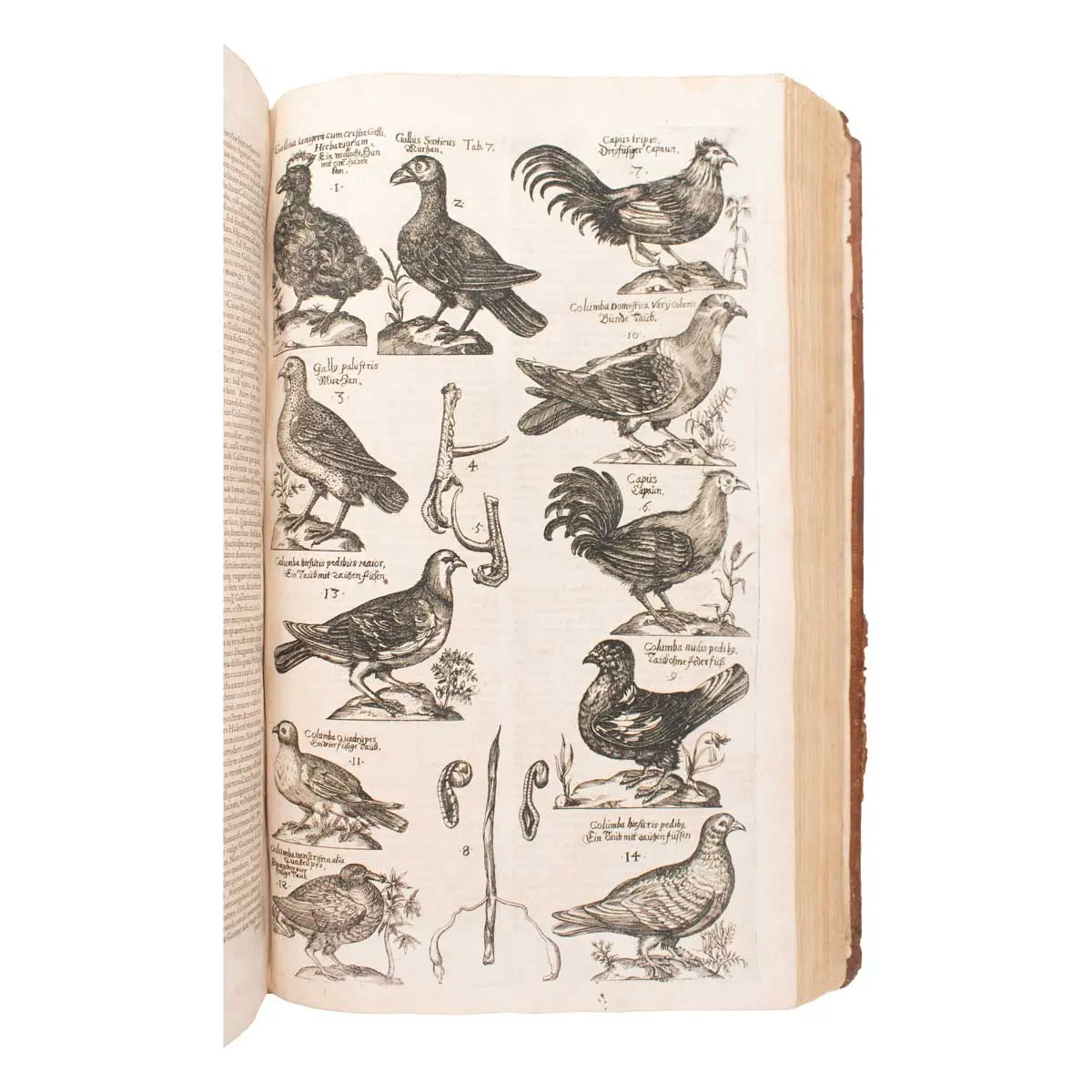 Ornithologiae. Hoc est, de avibus historiae libri XII (4)